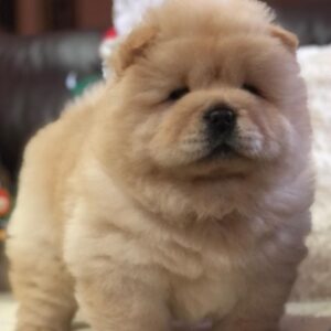 louie – chow chow maschio