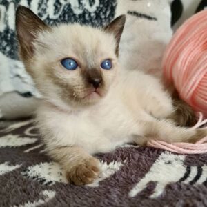 Rosie – Siamese femmina