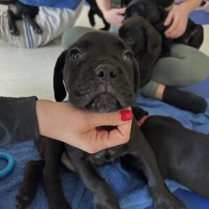 kitty – cane corso femmina