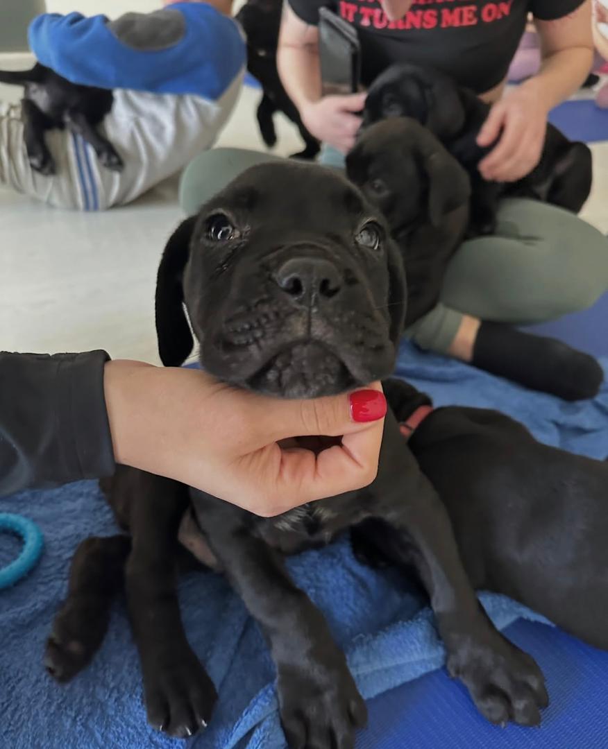 kitty – cane corso femmina kitty – cane corso femmina