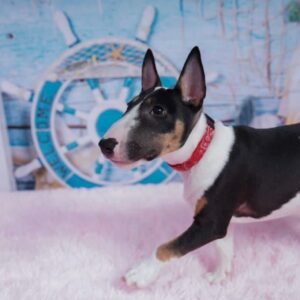 Sophia – Miniature Bull Terrier femmina
