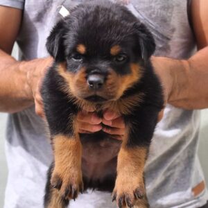 nala – rottweiler femmina
