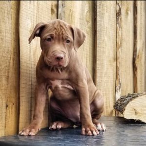 garuna – pitbull terrier femmina