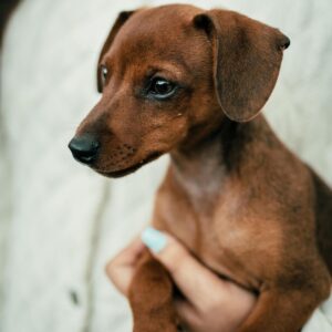 tony – miniature pinscher maschio