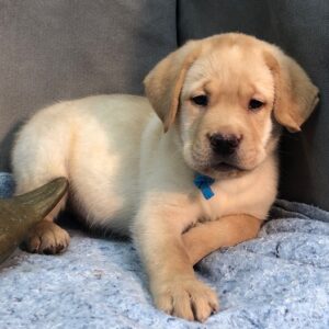 Nelson – Labrador Retriever maschio