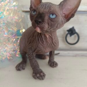Odd – Sphynx maschio