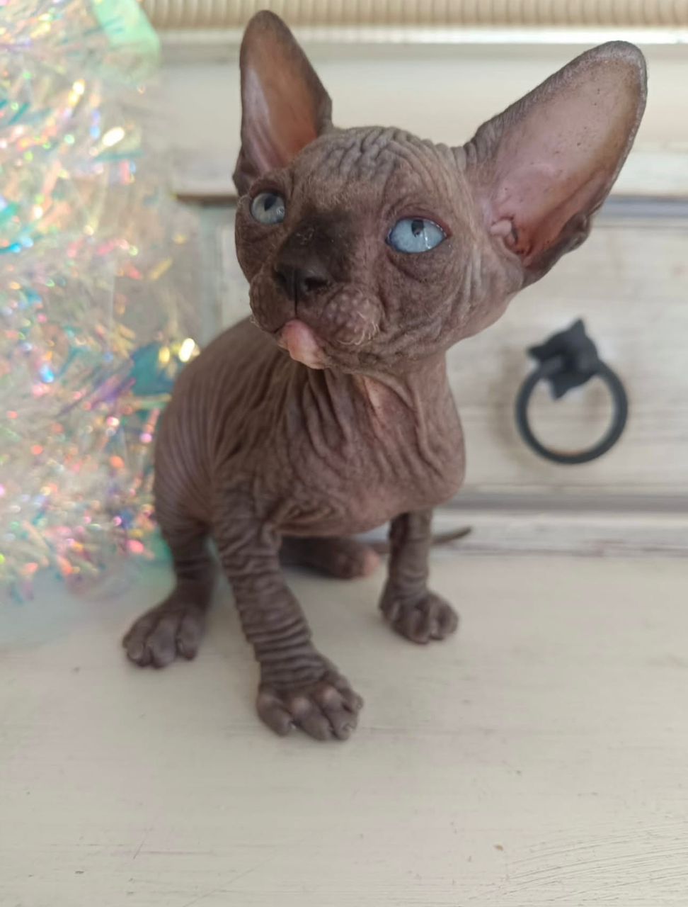 Odd – Sphynx maschio