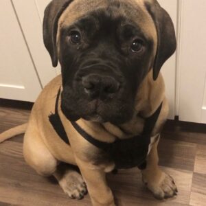 Yeez – Bullmastiff maschio