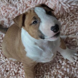 Rati – Miniature Bull Terrier maschio