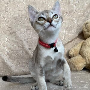 Casper – Singapura maschio