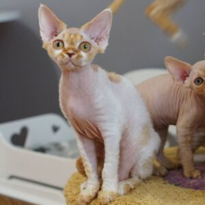 Mark – Devon Rex maschio