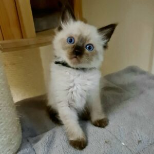 Blue – Siamese maschio