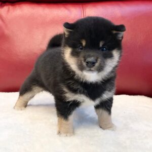 Mandy – Shiba Inu femmina