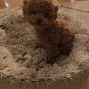 Stephan – Maltipoo maschio