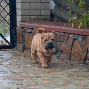 Bray – Shar Pei maschio