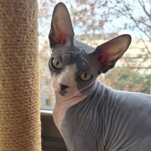 Dali – Sphynx femmina