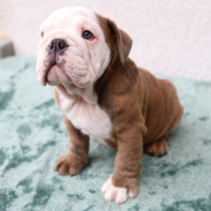 Odin – Bulldog Inglese maschio