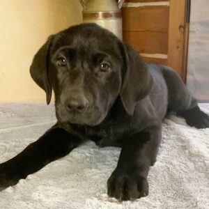 Olive – Labrador Retriever femmina