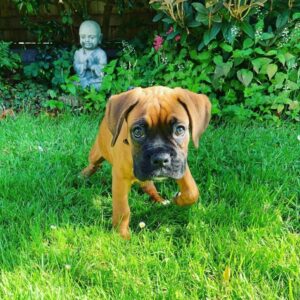 Regi – Boxer femmina