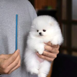jack – pomerania maschio