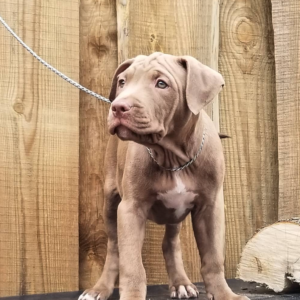 Garciya – Pitbull Terrier maschio