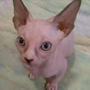 Joy – Sphynx femmina