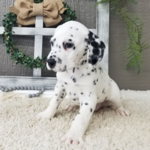 Simon – Dalmata maschio