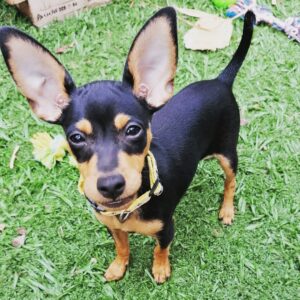 Leo – Miniature Pinscher maschio