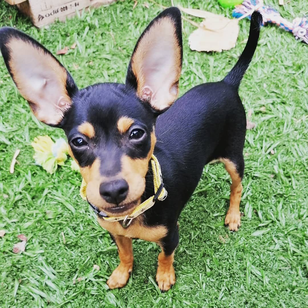 Leo – Miniature Pinscher maschio