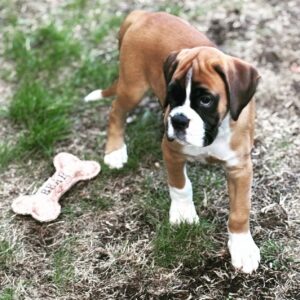 Sam – Boxer maschio