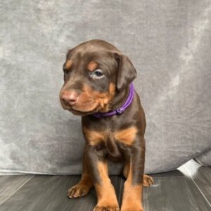 Fallon – Dobermann femmina