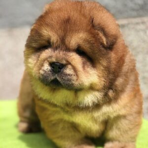 Zoe – Chow Chow femmina