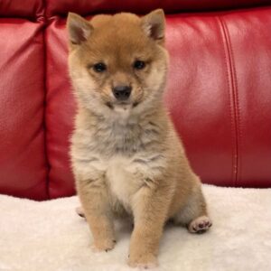 keila – shiba inu femmina