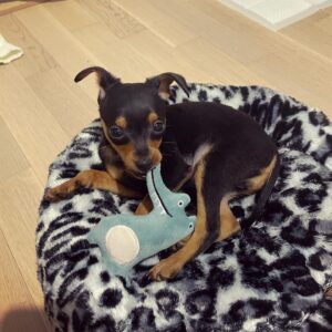 Dolly – Miniature Pinscher femmina