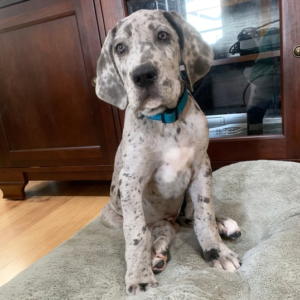 Sammy – Alano maschio