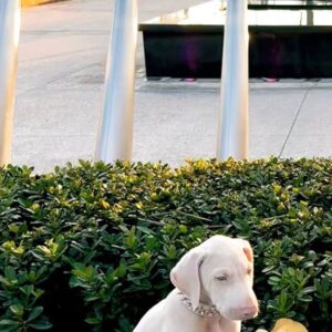 Mayor – Dobermann maschio