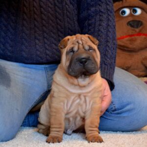 chewy – shar pei femmina