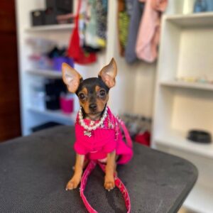 zoom – miniature pinscher maschio