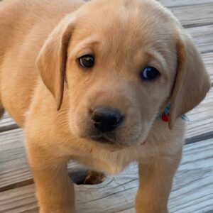 Lyle – Labrador Retriever femmina