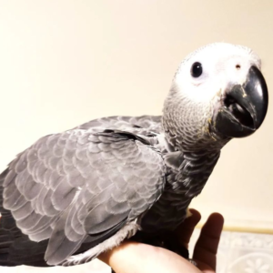 paco – pappagallo cenerino africano maschio, 3 mesi