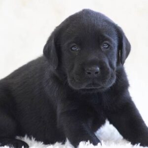 naomi – labrador retriever femmina