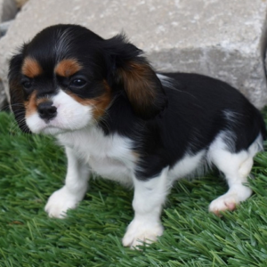 Abby – Cavalier King Charles Spaniel femmina