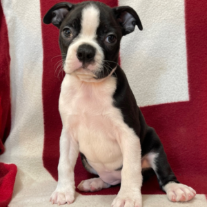 Amber – Boston Terrier (femmina)
