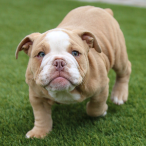 Athena – Bulldog Inglese femmina