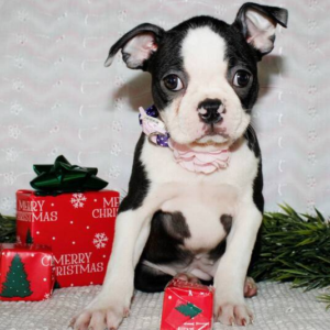 avery – boston terrier (femmina)