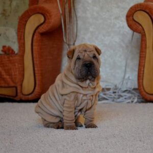 Brayton – Shar Pei maschio