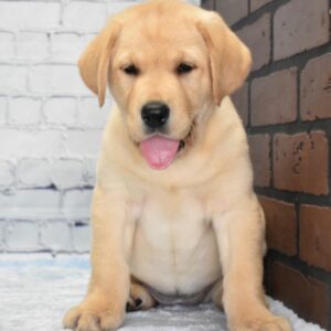 Brooklyn – Labrador Retriever maschio