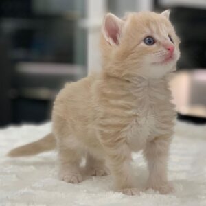 Tino – Gattino della Foresta Norvegese maschio