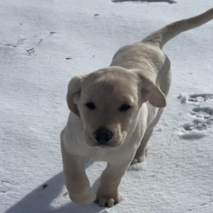 Bakar – Labrador Retriever maschio