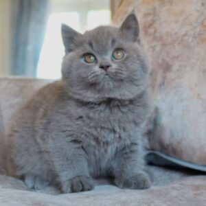 Baloo – British Shorthair maschio